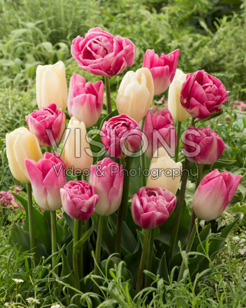 Tulipa mix Tulipa mix
