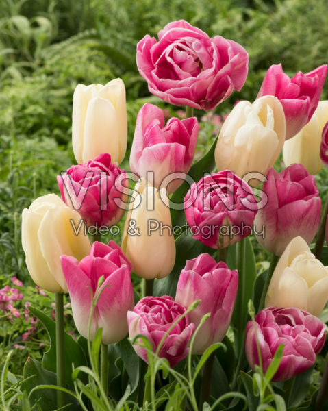 Tulipa mix Tulipa mix