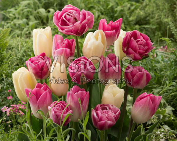 Tulipa mix Tulipa mix