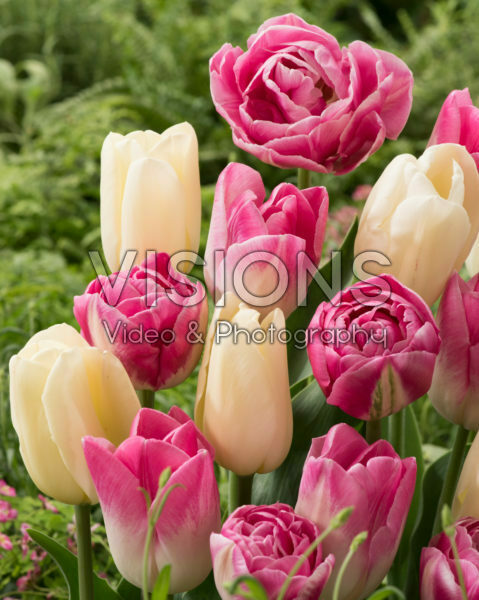 Tulipa mix Tulipa mix