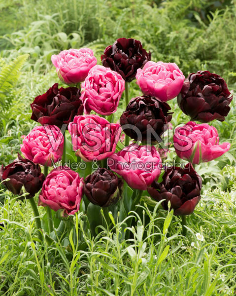 Tulipa Amazing Grace, Palmyra Tulipa Amazing Grace, Palmyra
