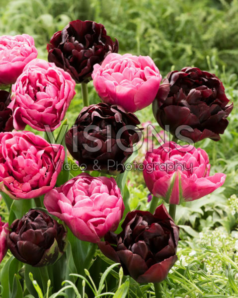 Tulipa Amazing Grace, Palmyra Tulipa Amazing Grace, Palmyra