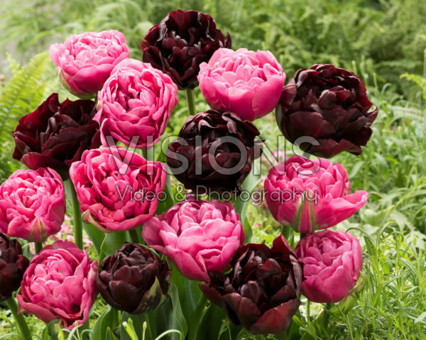 Tulipa Amazing Grace, Palmyra Tulipa Amazing Grace, Palmyra