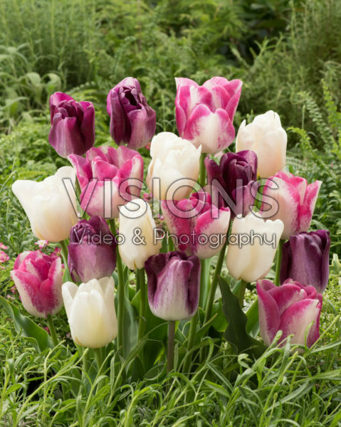 Tulipa mix Tulipa mix