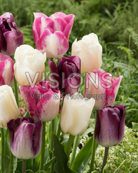 Tulipa mix Tulipa mix