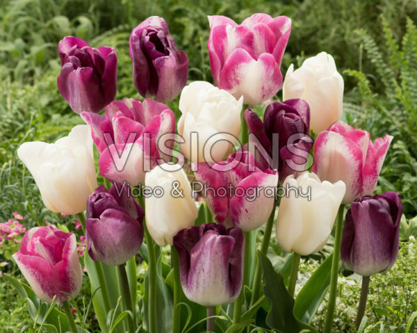 Tulipa mix Tulipa mix