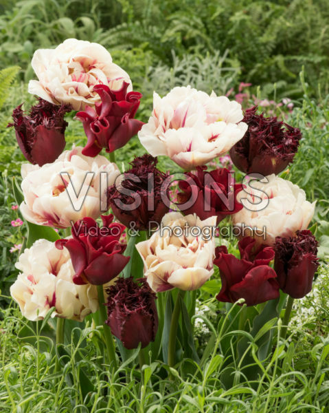 Tulipa mix Tulipa mix