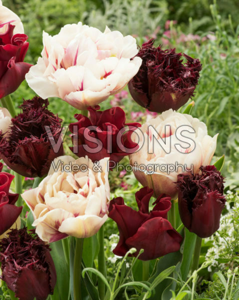 Tulipa mix Tulipa mix