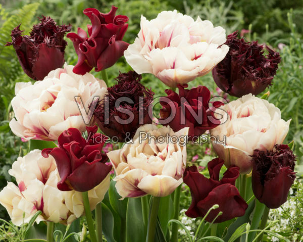 Tulipa mix Tulipa mix