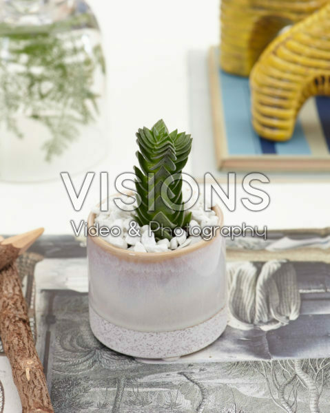 Crassula Buddha's Temple Crassula Buddha's Temple