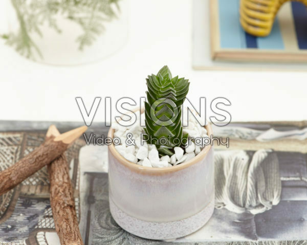 Crassula Buddha's Temple Crassula Buddha's Temple