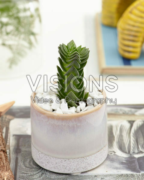 Crassula Buddha's Temple Crassula Buddha's Temple