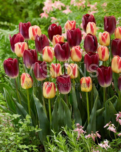 Tulipa Candy Corner, Kansas Proud Tulipa Candy Corner, Kansas Proud