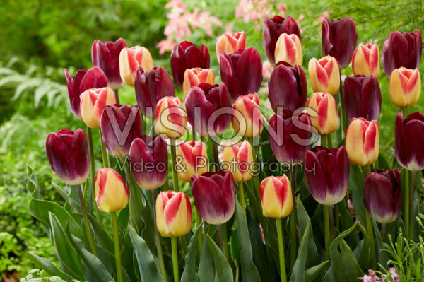 Tulipa Candy Corner, Kansas Proud Tulipa Candy Corner, Kansas Proud