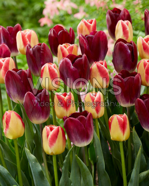Tulipa Candy Corner, Kansas Proud Tulipa Candy Corner, Kansas Proud