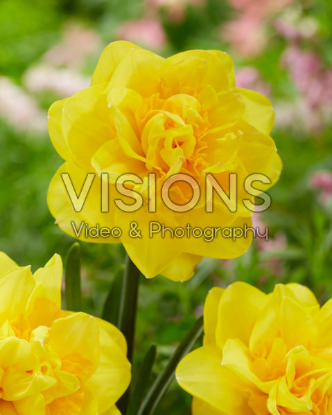 Narcissus Sigurta Narcissus Sigurta