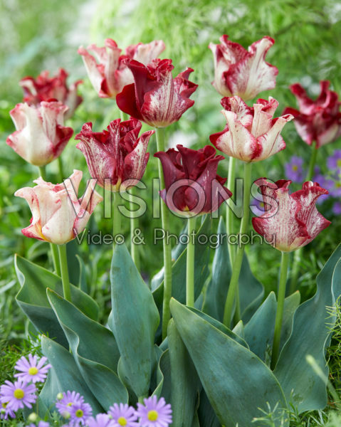 Tulipa Striped Crown Tulipa Striped Crown