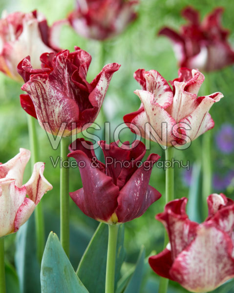 Tulipa Striped Crown Tulipa Striped Crown