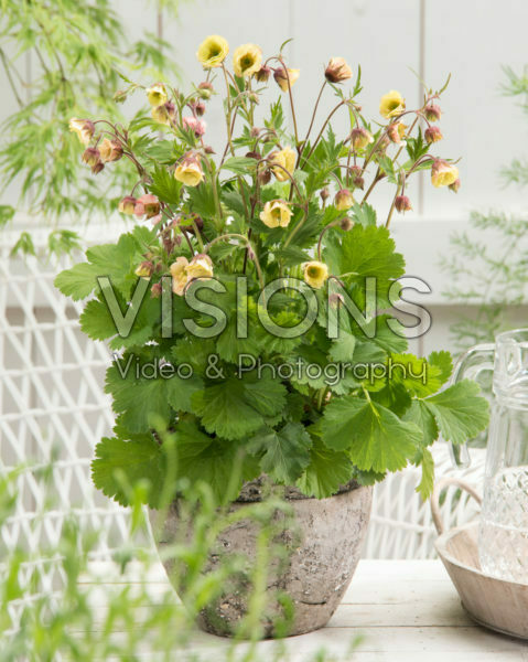 Geum Censation™ Two Tone Pearl Geum Censation™ Two Tone Pearl