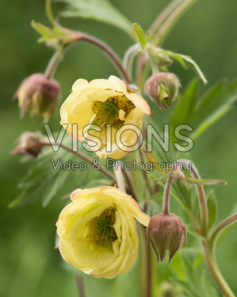 Geum Censation™ Two Tone Pearl Geum Censation™ Two Tone Pearl