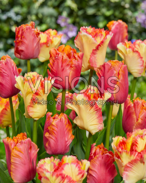 Tulipa Amazing Parrot, Caribbean Parrot Tulipa Amazing Parrot, Caribbean Parrot