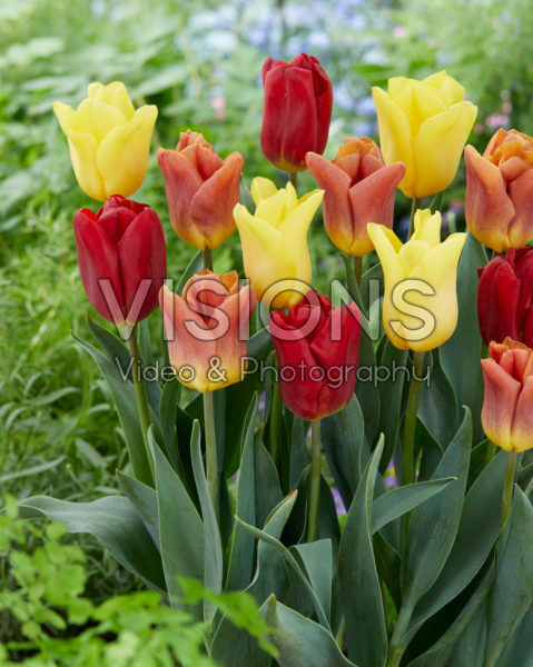 Tulipa Flight mix Tulipa Flight mix