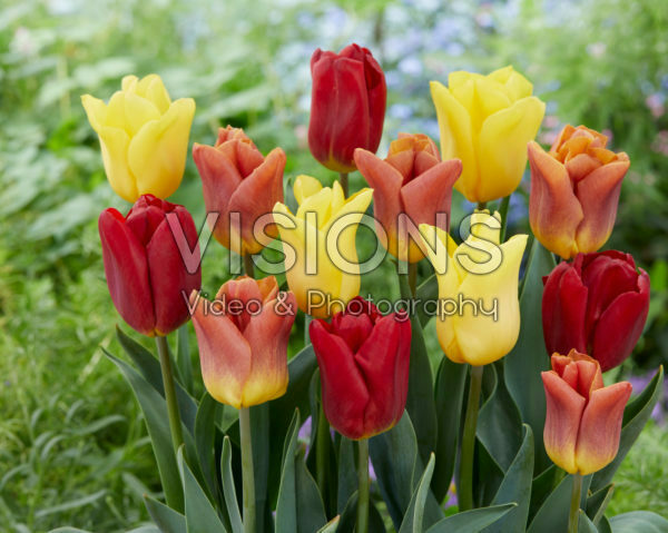 Tulipa Flight mix Tulipa Flight mix