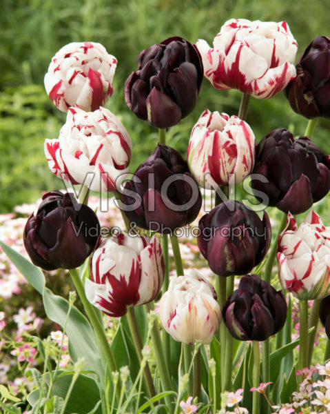 Tulipa Carnaval de Nice, Black Hero Tulipa Carnaval de Nice, Black Hero