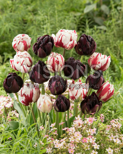 Tulipa Carnaval de Nice, Black Hero Tulipa Carnaval de Nice, Black Hero