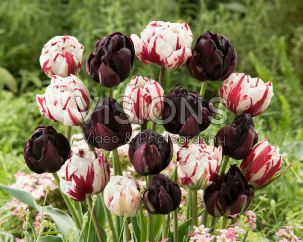 Tulipa Carnaval de Nice, Black Hero Tulipa Carnaval de Nice, Black Hero