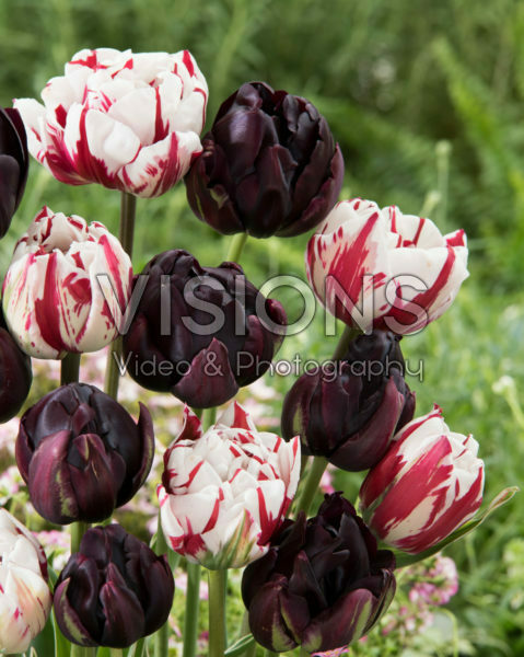 Tulipa Carnaval de Nice, Black Hero Tulipa Carnaval de Nice, Black Hero