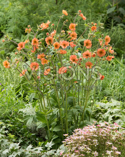Geum Totally Tangerine Geum Totally Tangerine