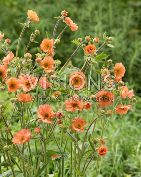 Geum Totally Tangerine Geum Totally Tangerine