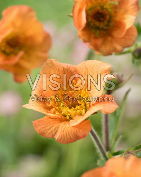 Geum Totally Tangerine Geum Totally Tangerine