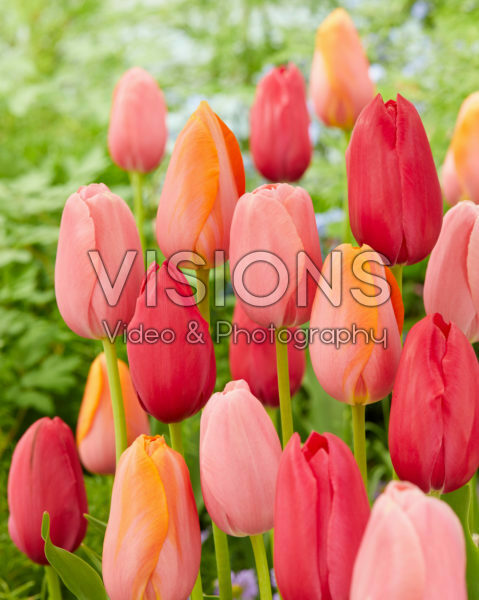 Tulipa mix Tulipa mix