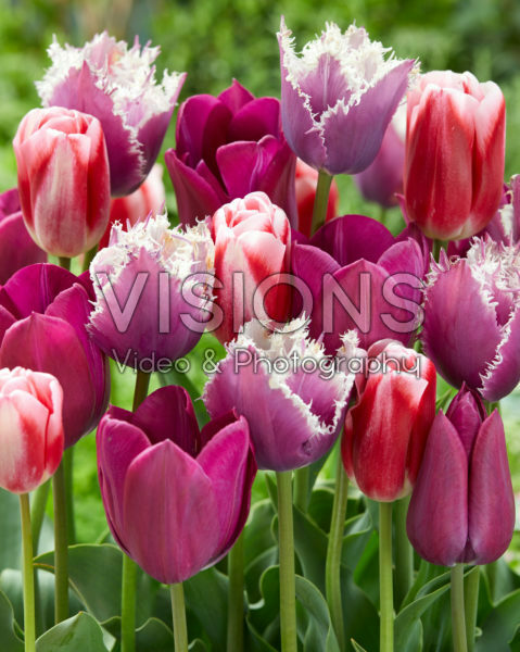 Tulipa mix Tulipa mix