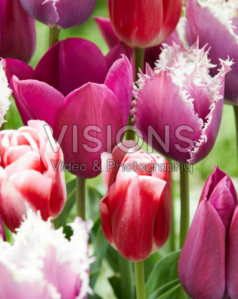 Tulipa mix Tulipa mix