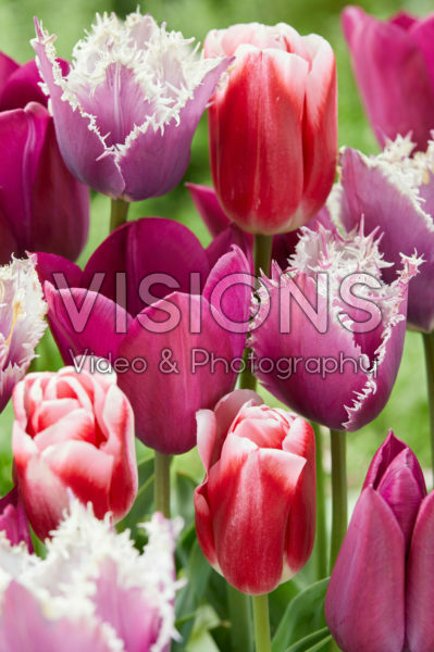 Tulipa mix Tulipa mix