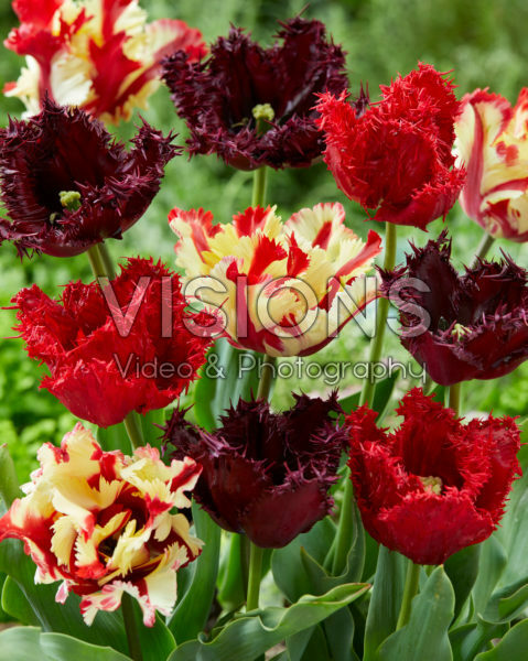 Tulipa mix Tulipa mix
