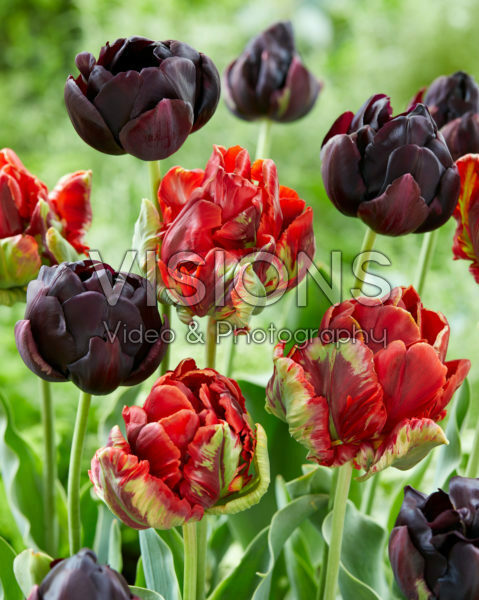 Tulipa Rococo Double, Black Hero Tulipa Rococo Double, Black Hero