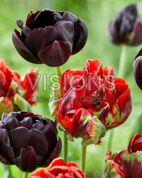 Tulipa Rococo Double, Black Hero Tulipa Rococo Double, Black Hero