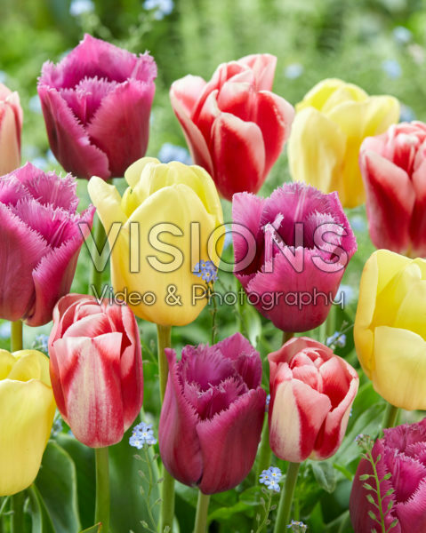Tulipa mix, Louvre, Avocado, Circuit Tulipa mix, Louvre, Avocado, Circuit