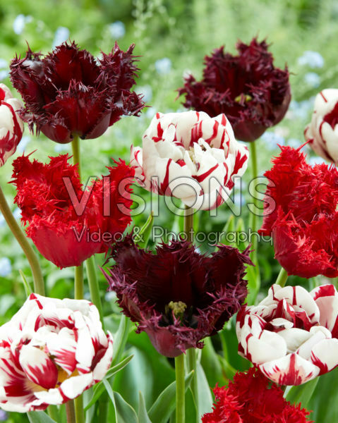 Tulipa mix Tulipa mix