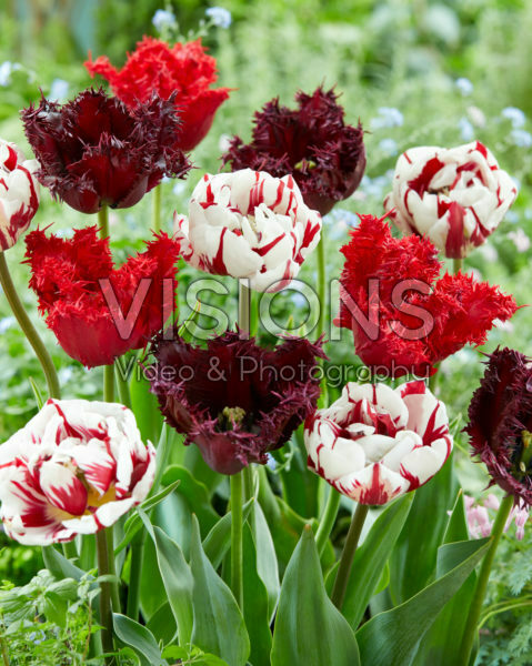 Tulipa mix Tulipa mix