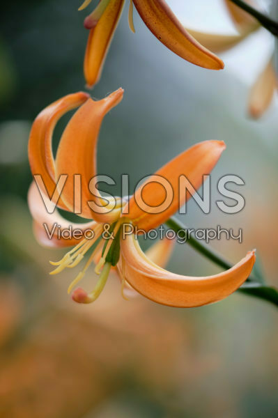Lilium Orange Marmalade Lilium Orange Marmalade