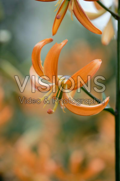 Lilium Orange Marmalade Lilium Orange Marmalade