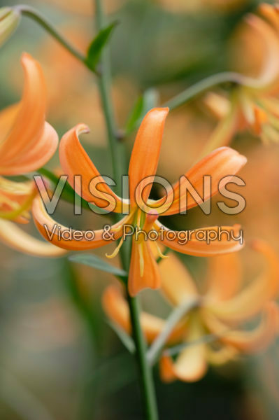 Lilium Orange Marmalade Lilium Orange Marmalade