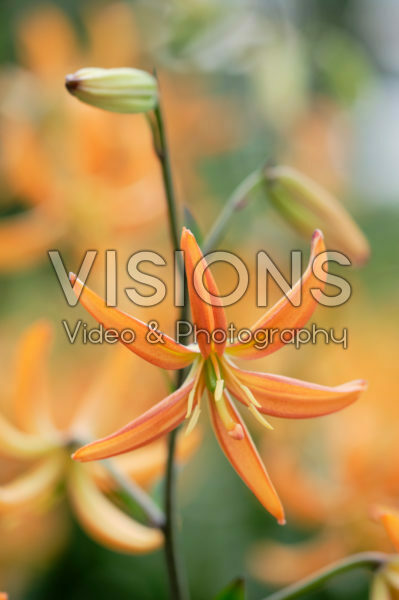 Lilium Orange Marmalade Lilium Orange Marmalade