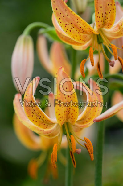 Lilium Peppard Gold Lilium Peppard Gold