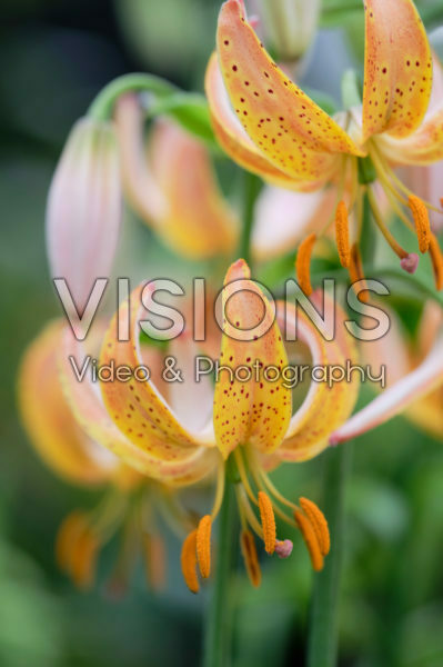 Lilium Peppard Gold Lilium Peppard Gold